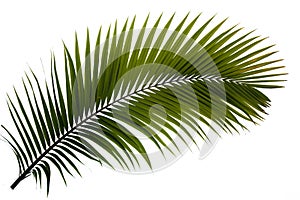 Palma velký tropický list 