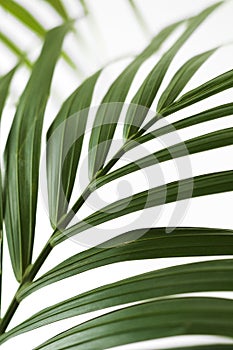 Palm frond.