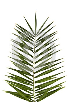 Palm Frond