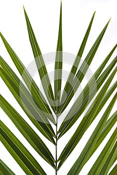 Palm Frond