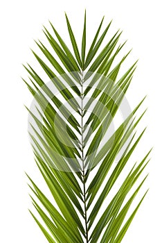 Palm Frond