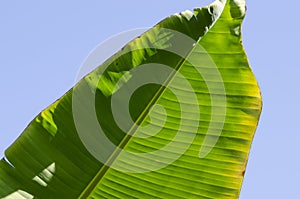 Palm Frond