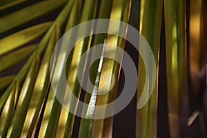 Palm frond background