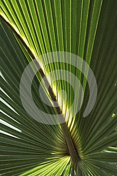 Palm Frond Background