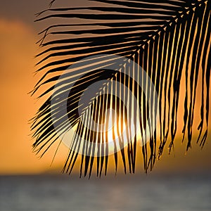 Palm frond sunset.