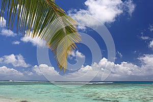 Palm frond on the tropical beach background