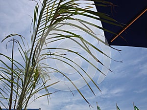 Palm frond and umbrella against blue sky