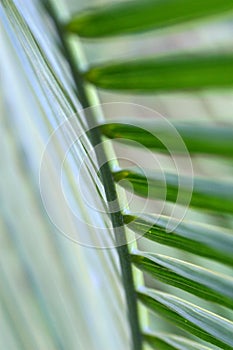 Palm Frond Underside