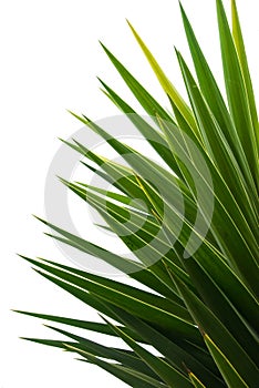 Palm Fronds