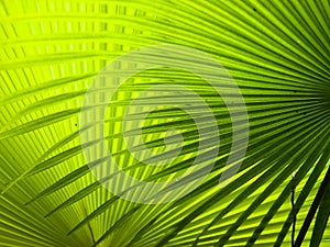 Palm Fronds photo