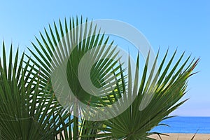 Palm fronds against a backdrop of blue sea and sky