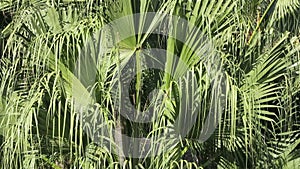 Palm Fronds Blowing in the Wind Close-Up