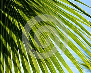 Palm fronds