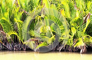 Palm Fronds in South Vietnam