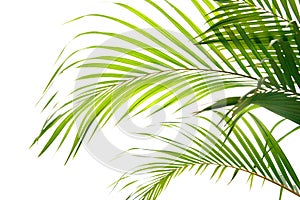 Palm fronds waving in the wind,