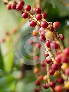 Palm fruit growing on a branch in the Seychelles