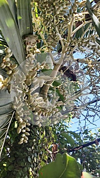Palm fruit that grows widely in tropical nature