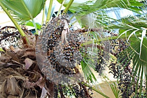 Palm fruit harvest, close up look malta