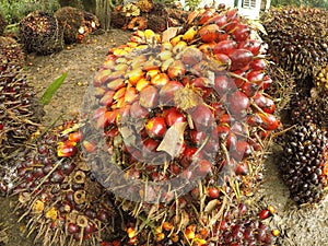 palm fruit, Indonesian palm oil commodity photo