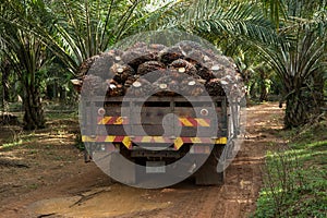 Palm fruit on lorry