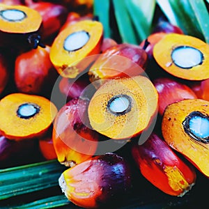 Palm fruit, palm oil derivative products photo