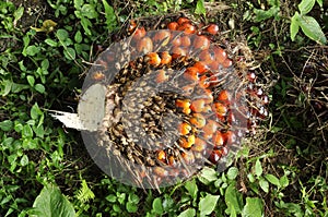 Palm Fruit Plat Seed Cluster