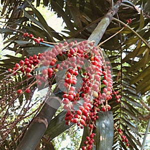 Palm fruit red