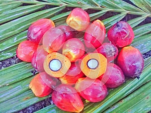 Palm fruit seeds is processed into croud palm oil photo