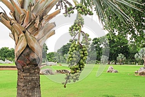 Palm fruit tree Raja Lipstick Sealing wax , Lipstick , Raja , Maharajah ornamental plant in garden on white background
