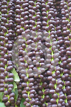 palm fruit in the trophical country photo