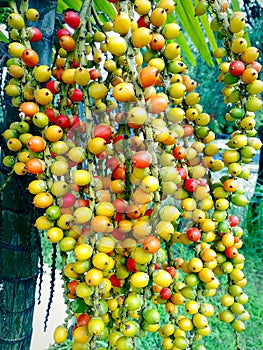 Palm fruits Asia