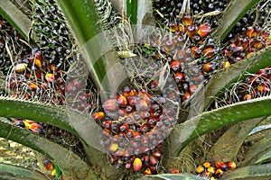 Palm fruits