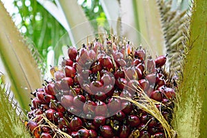 Palm fruits