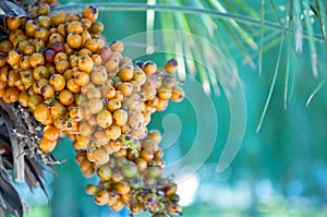 Palm Fruits/Seeds