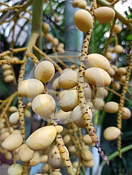 Palm fruits seeds hanging out of the Palm tree