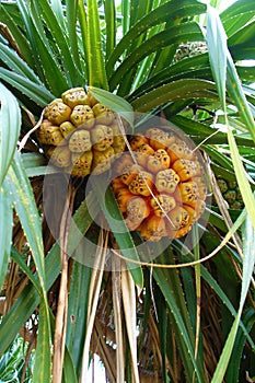 Palm fruits on the tree in Thailand