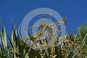 Palm fruits under a perfect blue sky