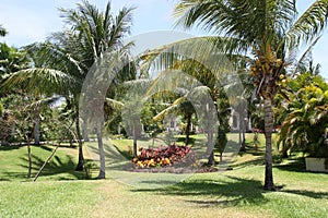 Palm Garden