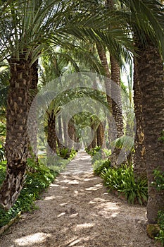 Palm Garden - Elche - Spain