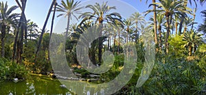 Palm garden Elche Spain