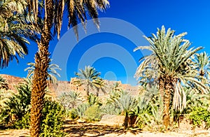 Palm garden of Kasbah Caids next to Tamnougalt in Draa valley -