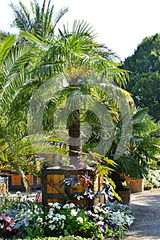 Palm Garden in the Resort Bad Pyrmont, Lower Saxony