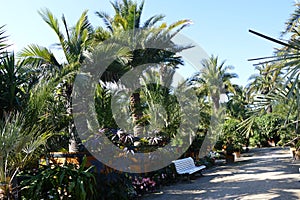 Palm Garden in the Resort Bad Pyrmont, Lower Saxony