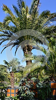 Palm Garden in the Resort Bad Pyrmont, Lower Saxony