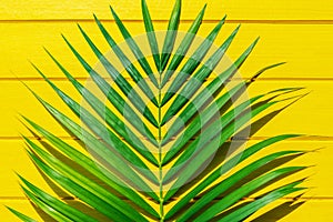 Palm green leaf on yellow wood view from above