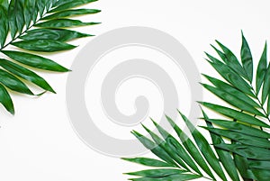 Palm Green Leaves Tropical Exotic Tree Isoalted on White Background. Holliday Patern Template photo