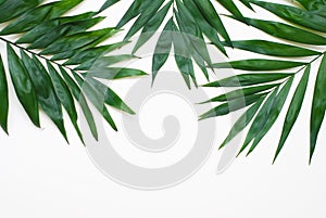 Palm Green Leaves Tropical Exotic Tree Isoalted on White Background. Holliday Patern Template photo