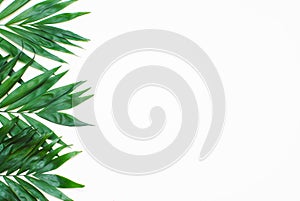 Palm Green Leaves Tropical Exotic Tree Isoalted on White Background. Holliday Patern Template