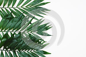 Palm Green Leaves Tropical Exotic Tree Isoalted on White Background. Holliday Patern Template photo