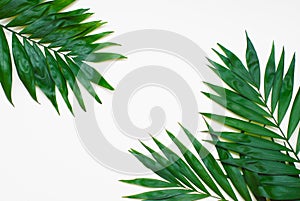 Palm Green Leaves Tropical Exotic Tree Isoalted on White Background. Holliday Patern Template